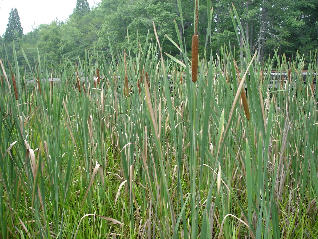 Emergent Aquatic Plants Outdoor Alabama